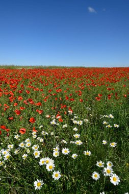 Gelincik tarlasında kırmızı gelincik çiçekleri