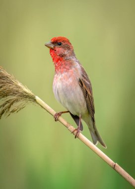 Genel gül ağacı (carpodacus erythrinus) erkek