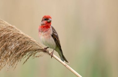 Genel gül ağacı (carpodacus erythrinus) erkek