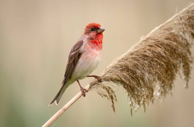 Genel gül ağacı (carpodacus erythrinus) erkek