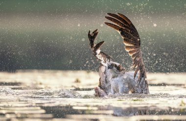 Osprey kuşları gölde avlanıyor