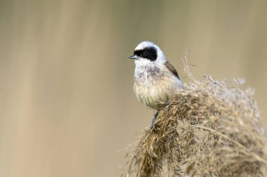Penduline tit ( Remiz pendulinus ) - male