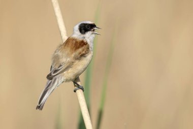 Penduline tit ( Remiz pendulinus ) - male