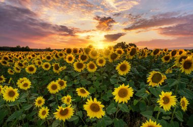 Ayçiçeği tarlasında yaz günbatımı