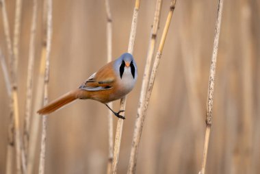 Bearded tit male ( Panurus biarmicus )