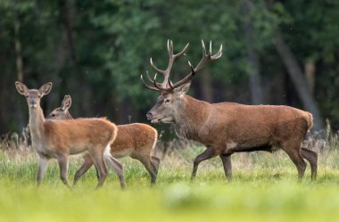 Rut sırasında Avrupa geyiği erkek geyiği (Cervus elaphus)