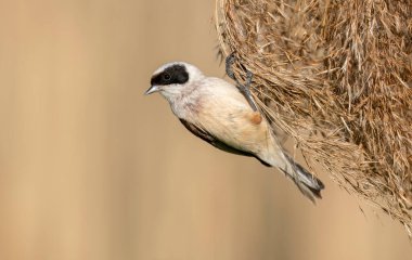 Penduline tit ( Remiz pendulinus ) - male