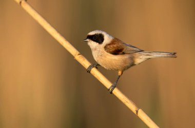 Penduline tit ( Remiz pendulinus ) - male