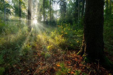 Çok güzel bir güneşli sabah yeşil orman
