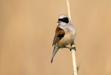 Penduline tit ( Remiz pendulinus ) - male