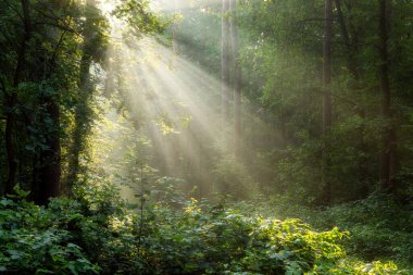 Çok güzel bir güneşli sabah yeşil orman