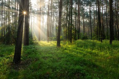 Çok güzel bir güneşli sabah yeşil orman