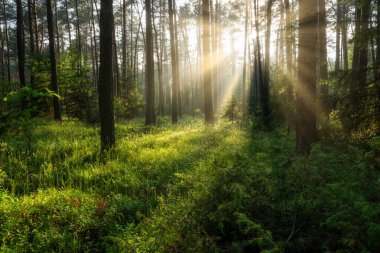 Çok güzel bir güneşli sabah yeşil orman