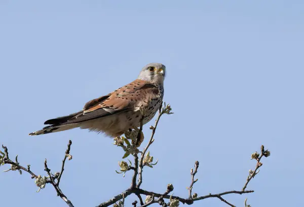 Kestrel Bird Falco Tinnunculus Branch — Stock Photo, Image
