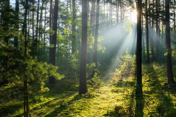 Bella Mattina Sole Nella Foresta Verde — Foto Stock