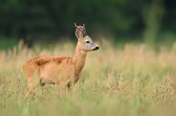 Roe Deer Male Capreolus Capreolus — стоковое фото
