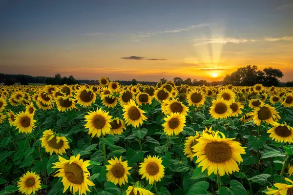 Ayçiçekleri üzerine yaz günbatımı