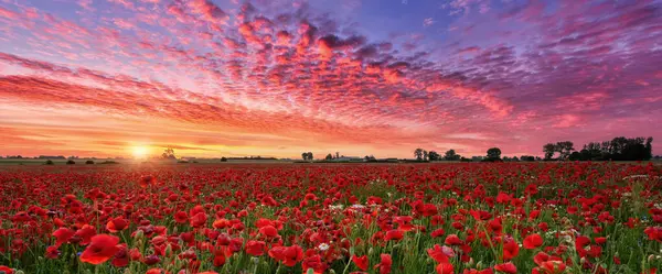 Beautiful Summer Sunset Poppy Field — Stock Photo, Image