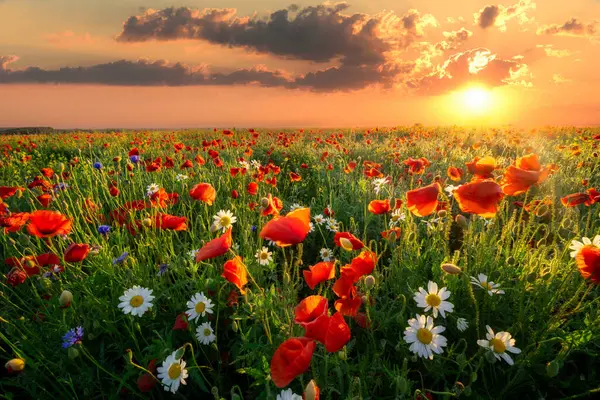 Summer Sunrise Field Wild Flowers — Stock Photo, Image