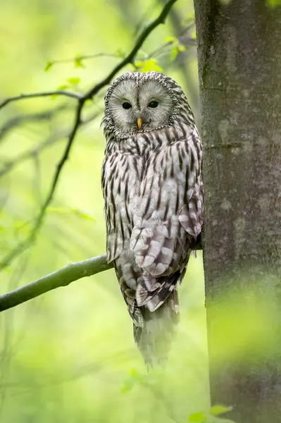 Ural Owl Strix Uralensis Весеннем Лесу — стоковое фото