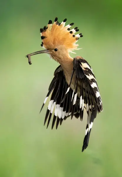Pájaro Abubilla Eurasiático Vuelo Cerca Upupa Epops —  Fotos de Stock