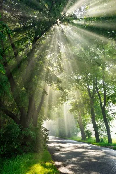 Yeşil Ağaçlardan Oluşan Güzel Güneş Işınları — Stok fotoğraf