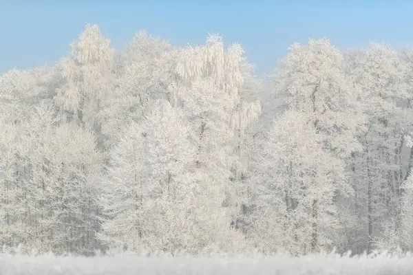 Прекрасный Зимний День Деревьями Покрытыми Инеем — стоковое фото