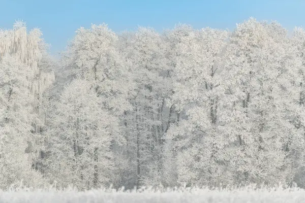 Beautiful Winter Day Trees Covered Hoarfrost — Stock Photo, Image