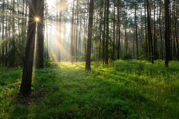 Όμορφο Ηλιόλουστο Πρωινό Στο Καταπράσινο Δάσος — Φωτογραφία Αρχείου