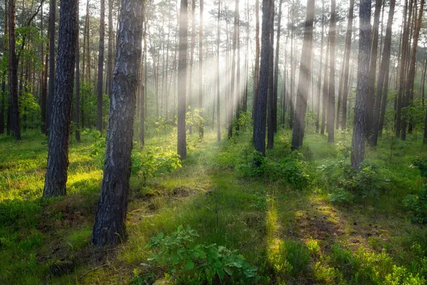 緑の森の美しい晴れた朝 — ストック写真