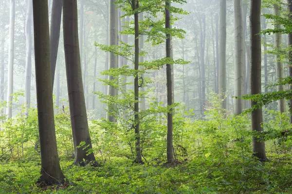 Misty Πρωί Στο Καταπράσινο Δάσος Εικόνα Αρχείου