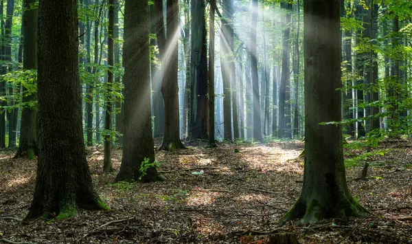 Piękny Słoneczny Poranek Zielonym Lesie Obrazek Stockowy