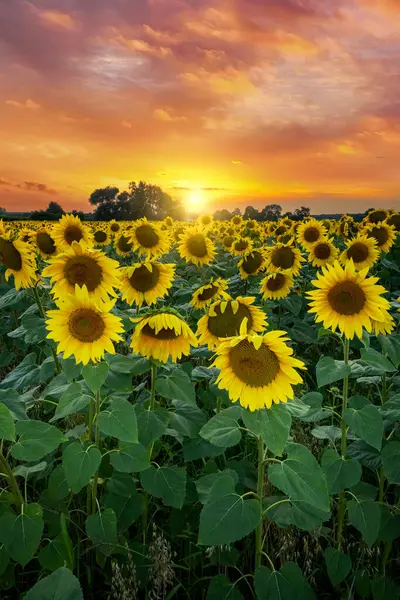 Sommersonnenuntergang Über Sonnenblumen lizenzfreie Stockbilder