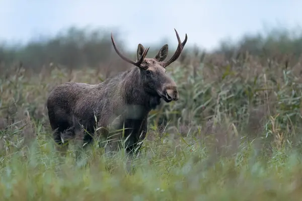 Moose Elk Alces Alces Κοντά Εικόνα Αρχείου