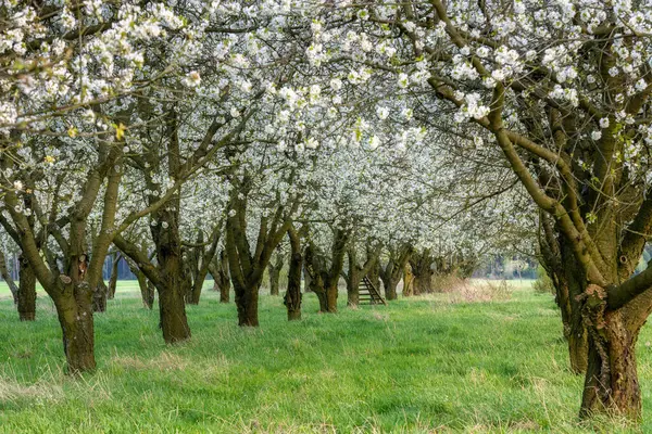 Frühlingstag Blühenden Obstgarten lizenzfreie Stockfotos