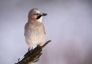 Avrasya kuşu (Garrulus glandarius )