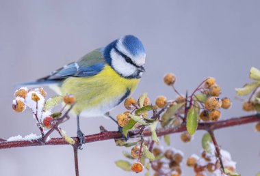 Blue tit ( Cyanistes caeruleus ) close up