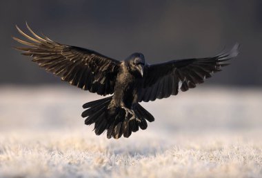 Kuzgun kuş (Corvus corax) uçuyor