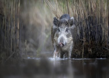 Yaban domuzu yaklaş. )