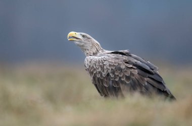 Deniz Kartalı / Beyaz Kuyruklu Kartal (Haliaeetus albicilla)