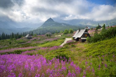 Güzel bir yaz sabahı dağlarda - Polonya 'da Hala Gasienicowa - Tatras