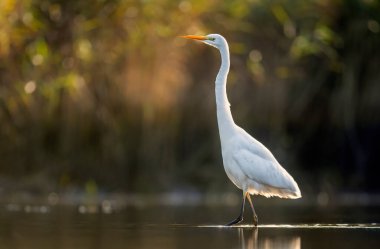 Büyük beyaz balıkçıl (egretta alba )