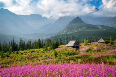 Güzel bir yaz sabahı dağlarda - Polonya 'da Hala Gasienicowa - Tatras