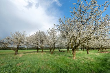 Çiçek açan meyve bahçesinde bahar günü