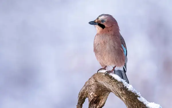 stock image Eurasian jay bird ( Garrulus glandarius )