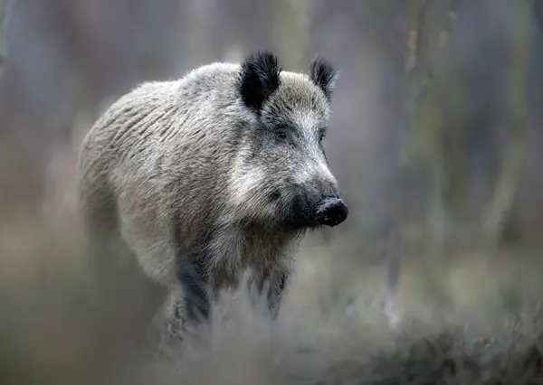 Wild Boar Close Sus Scrofa — Stock Photo, Image