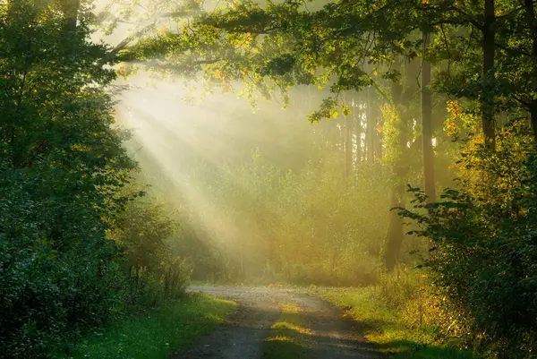 Çok Güzel Bir Güneşli Sabah Yeşil Orman — Stok fotoğraf