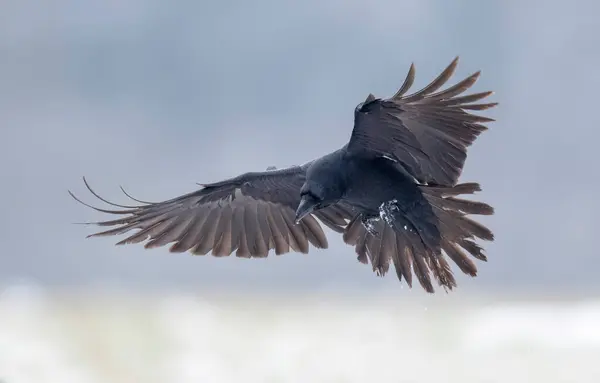 Korpfågel Corvus Corax Flygning — Stockfoto