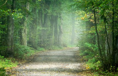 Eski ağaçlar bulvarında sonbahar sabahı