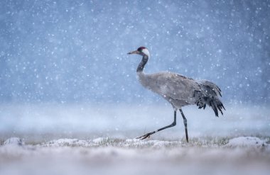 Turna kuşu kış manzarasında (Grus grus )